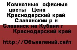 Комнатные, офисные цветы › Цена ­ 2 000 - Краснодарский край, Славянский р-н, Славянск-на-Кубани г.  »    . Краснодарский край